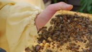 Пчеловодство в городах, даже на балконе или в саду на крыше, становится все более популярным в Италии